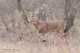 Buck on treeline 