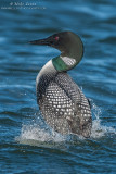 Loon doing the Penguin dance 