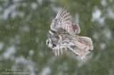 Boreal Owl in flight 