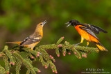 Baltimore Orioles tango