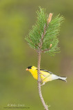 American Goldfinch on pine