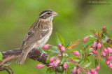 Rose-Breasted Grosbeak (female)