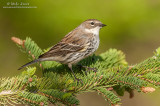 Yellow-rumped warbler (female)