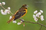 Baltimore Oriole in buds