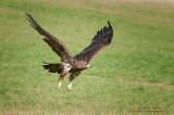 Golden Eagle in Flight across grasses