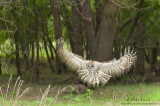 Barred Owl hunting in low light woods