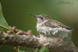 Ruby-throated Hummingbird baby relaxed in nest cup