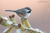 Boreal Chickadee on pines