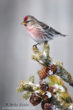 Common Redpoll portrait on pines