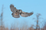 Northern Hawk Owl wings wide in the bog