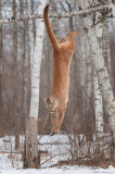 Cougar jumps from Birch