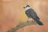 Gray Jay portrait