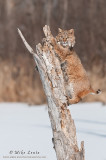Bobcat climbs up dead stump