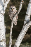 Barred Owl birch portrait