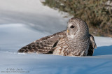 Barred owl on snow