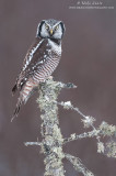 Northern Hawk owl alert on lichen branch