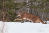 Cougar on the move