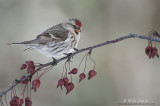 Common Redpoll on crabapples 