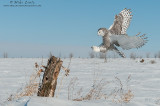 Snowy Owl full landing gear out