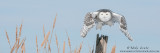 Snowy owl pano in cattails