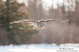 Great gray owl backlit flight