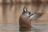 Blue winged teal wing flapping