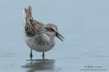 Least Sandpiper peeping