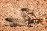 Prairie Rattlesnake camo on gravel