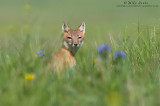 Swift Fox (female) in prairie