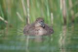 Baby Loon tight near reeds