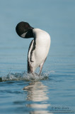 Loon doing Penguin dance