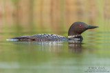 Loon concealment low in water