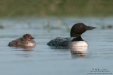 Loon and baby relaxed