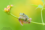 Tree frog dangling on Trumpet Vines