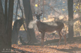 Whitetailed deer steamy backlit scene