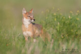 Swift Fox (female) peers across the prairie