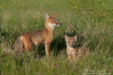 Swift Fox mom and kit