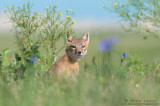 Swift Fox in scenic scene