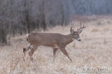 White-tailed Deer strolls in grasses