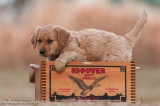 Golden Retriever in shell box