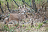 White-tailed deer trophy strut