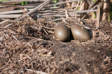 Loon eggs on nest