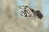 Northern Hawk owl flight in woods