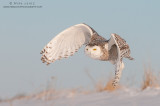 Snowy Owl glides down hillside