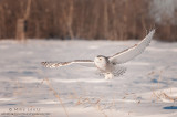 Snowy Owl bursts near woods 