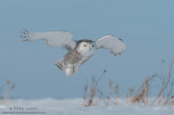 Snowy Owl flies just above snow