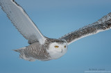Snowy Owl in your kitchen