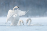 Wings over swan partners