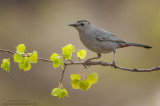 Gray Catbird on new growth aspen