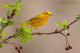 Yellow Warbler on emerging crabapple tree